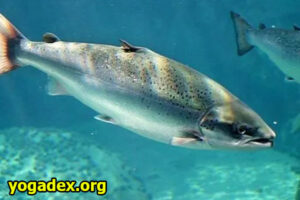 Fakta Menarik Ikan Salmon